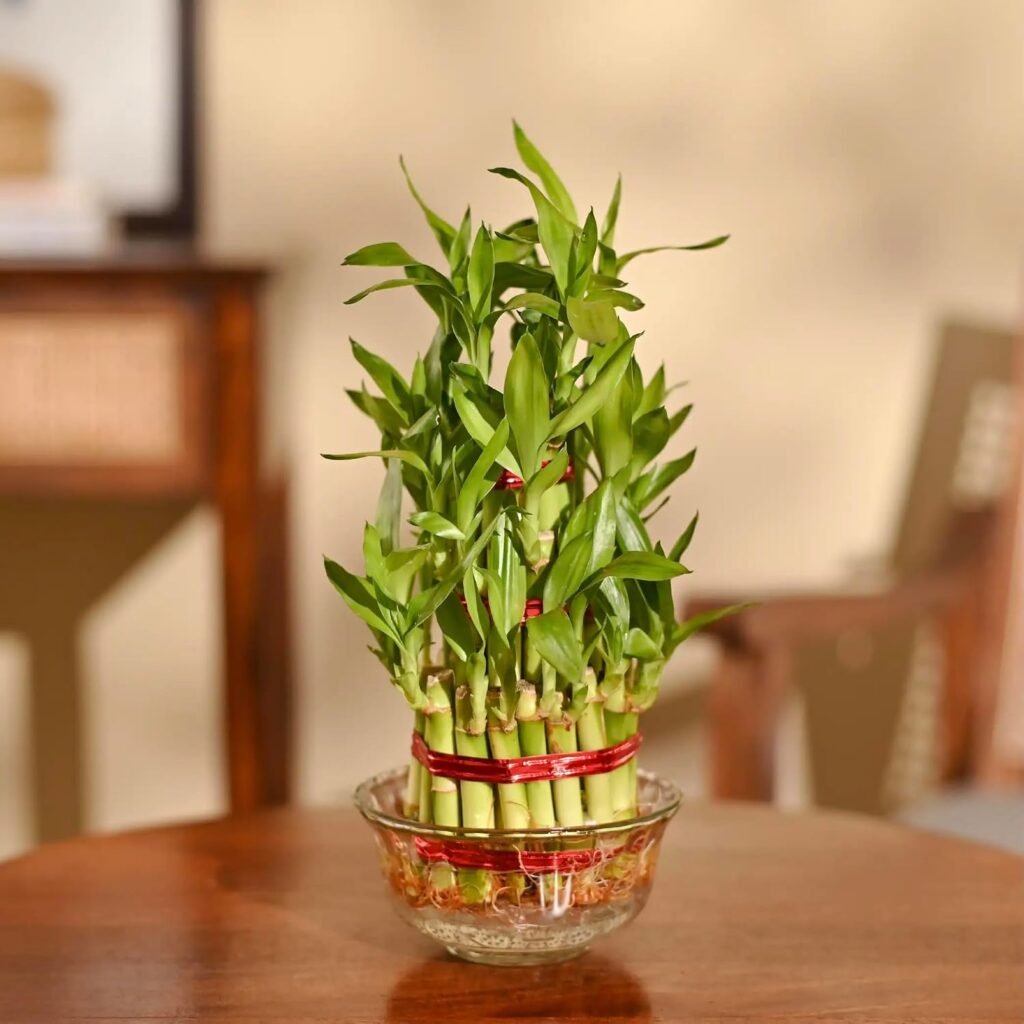 Ugaoo Lucky Bamboo